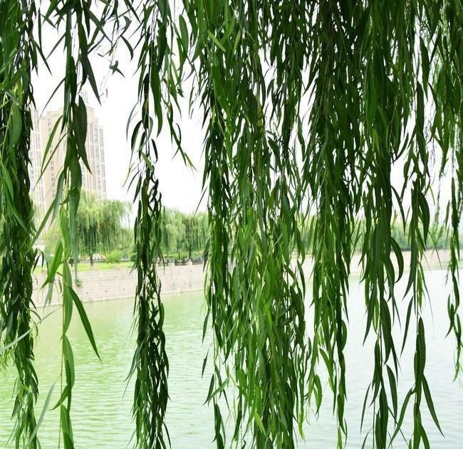 花友|兰花久久不冒新芽，喂点天然促根水，15天冒9颗芽