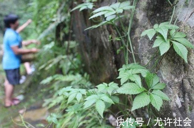 人参|水沟旁的一野草,竟被称为“南方人参”,得三高的不用多吃药了
