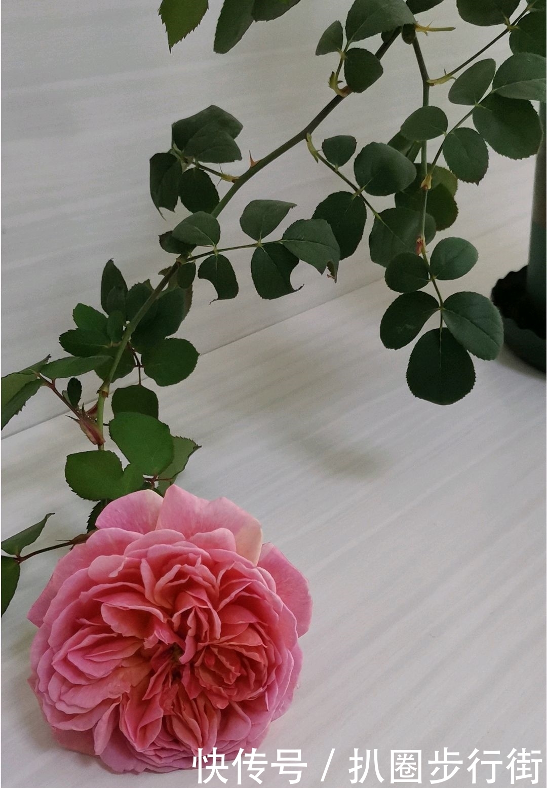 你的那些盆栽月季长得如何?