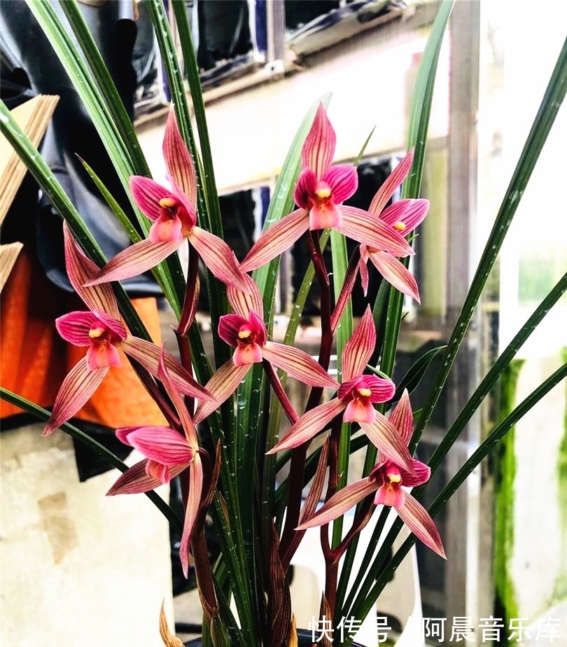 曾经的国兰第一“红素”，现跌落神坛，品相完美，养过的都是牛人