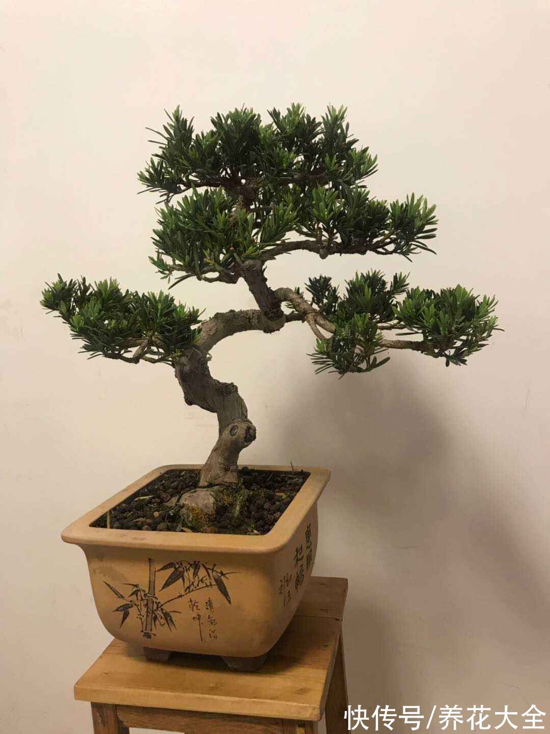 “家有罗汉松，世代不受穷”，家里有庭院，就种这4种“吉祥树”