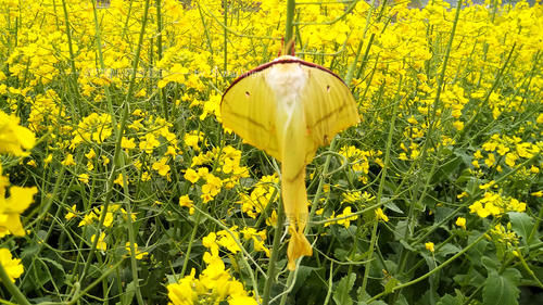 如果你是爱花人，鲜花定会为你开