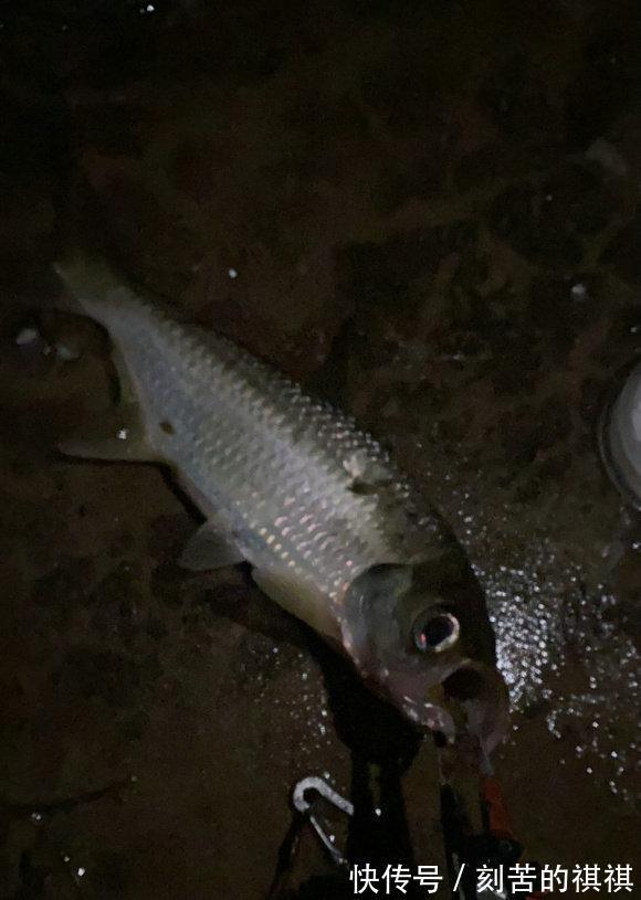 佛山钓友西江钓起“怪鱼”,外形酷似鲥鱼,钓鱼人赶紧收竿回家