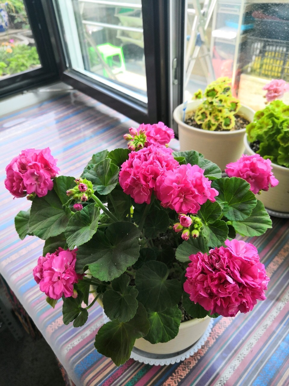 花盆|长寿花、天竺葵“快睡醒了”,准备2种肥撒盆里,9月呼呼冒