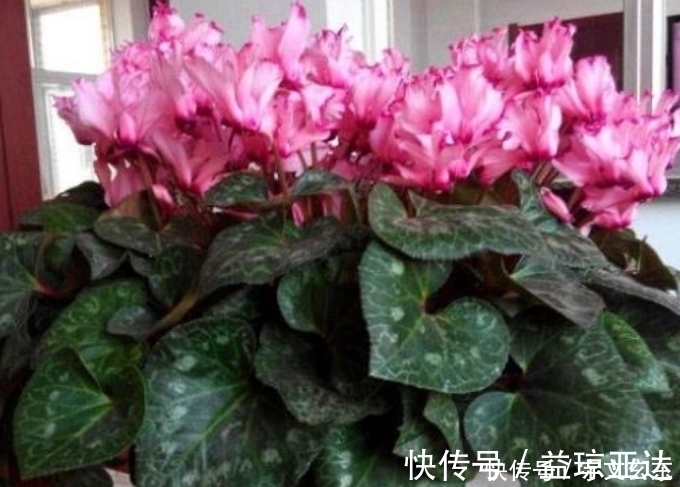 飘香藤|最有仙气的3种花,好养又漂亮,开花一茬又一茬,美如仙境!