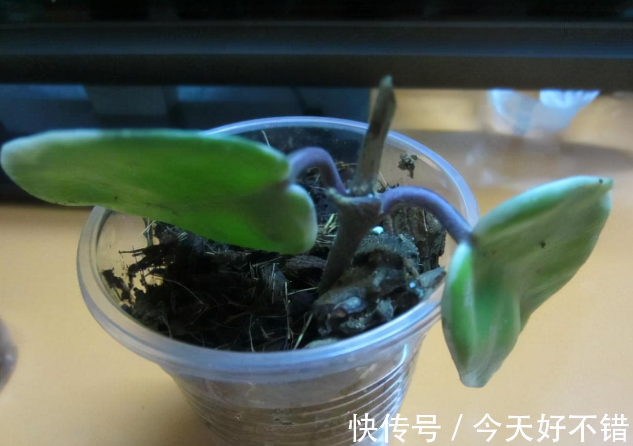 不管扦插什么花卉,在盆中加一点此种营养粉,株株都能够成活