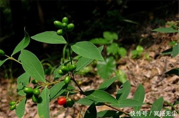 野草|這野草很像人參,農(nóng)民當(dāng)雜草除掉,殊不知是皇帝常用的“鬼辣椒”