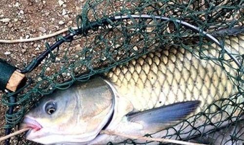 选择|经验丰富的老渔夫,大多用这种方式钓草鱼