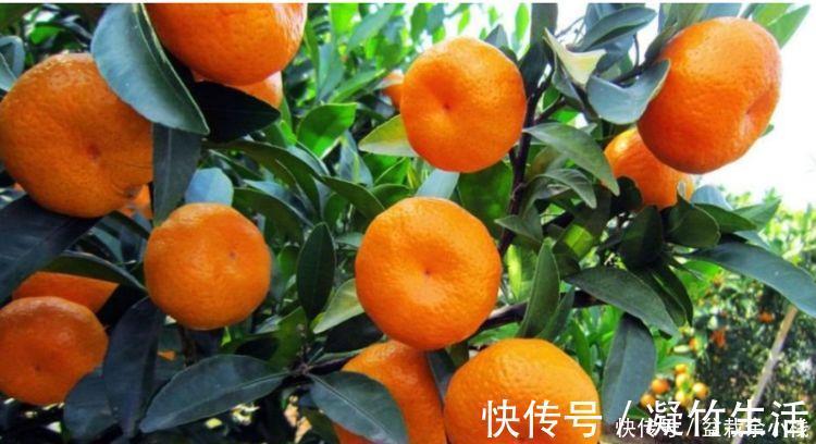 5种花好养易活沾土就活，有水就疯长，开花量大能爆盆