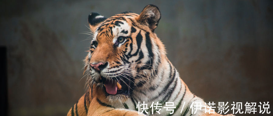 寿宁县|剧作家来当官朝廷看不上,当官四年做四件大事,短结局很暖心