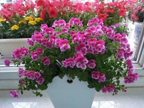 你家窗台还没变花园？只因缺了这6种花