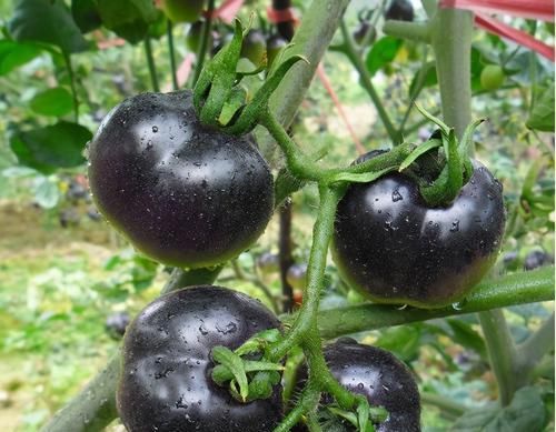 冬天，女人常吃3种食物，滋养皮肤，调理身体，好处多多！