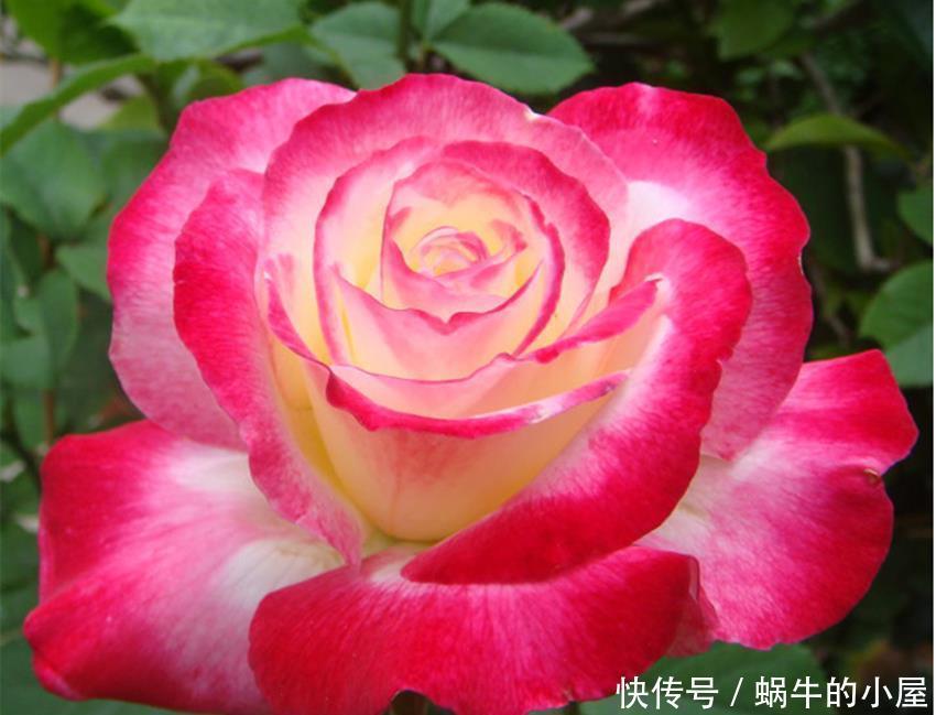 红双喜|世上最美最香的两种花,美如西施,香过桂花,养殖简单又容易