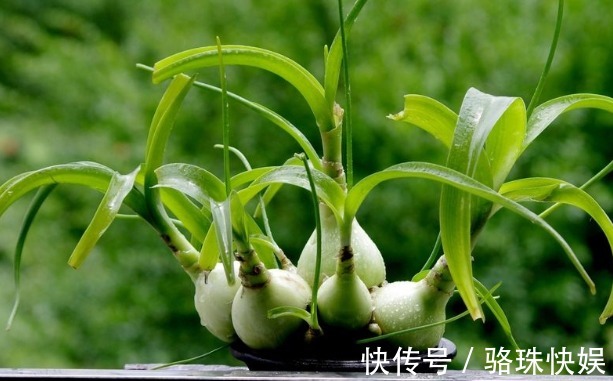 葫芦兰|这4种“耐旱”花,“大肚子”里面都是水,一个月不浇也没事!