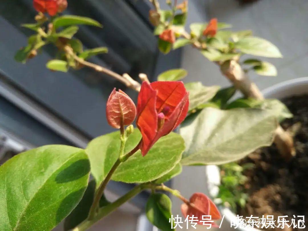 超实用的催花小技巧，效果太好，家里的花想开几次开几次！