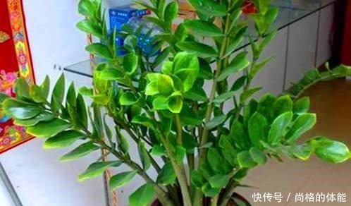 “3种花”摆客厅,大气、上档次,叶片油绿,空气清新,你养了吗!