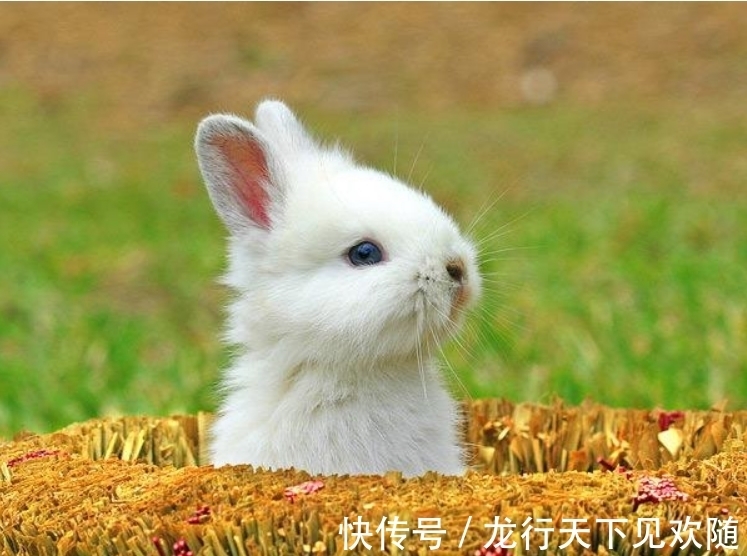 英国@1726年,英国女子生下9只兔子?国王派人查验,女子惨遭入狱?