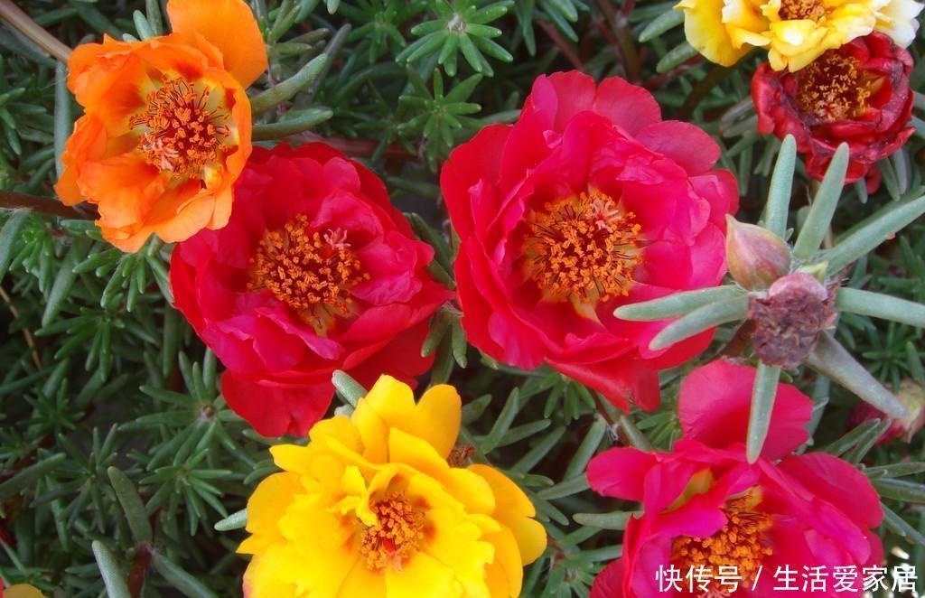 花儿|“重瓣太阳花”过冬,用一“方法”,来年又开花,五颜六色