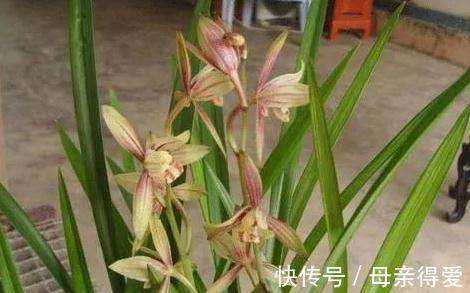 建兰花为何最受青睐，什么季节栽培最合适，养护要注意什么