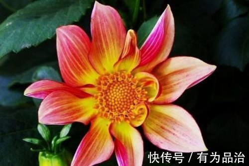 养花就养此4种，漂亮不输牡丹，四季开花，很值得拥有