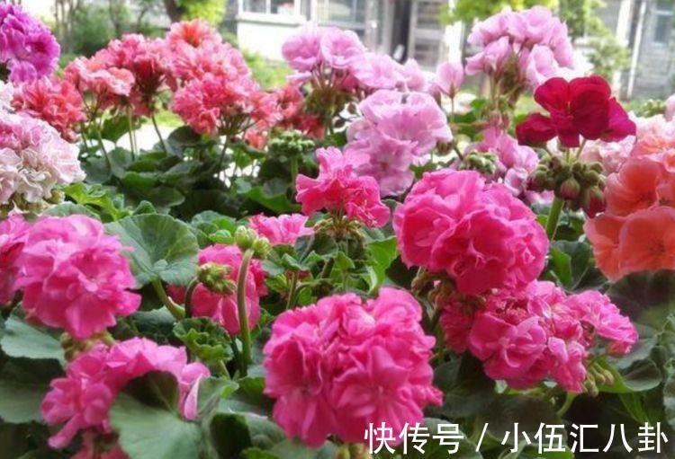 酢浆草|农历8月13号起,最适合养这些花,全年开花,好养易管理