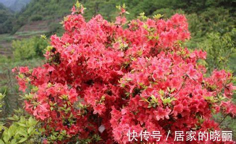 养花|养花试试这几款,几乎丢土里就能活,超级好养活