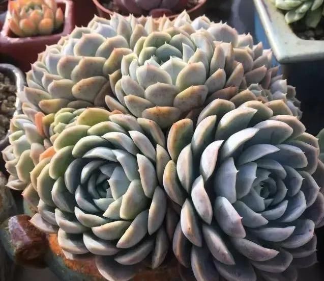  养肉|养肉人的初心：喜欢多肉的这几年，你变了吗？