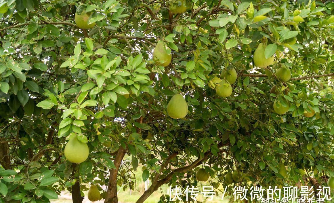 7种“旺宅树”,家有空地建议种一棵,能吃好看,旺财添福寓意好