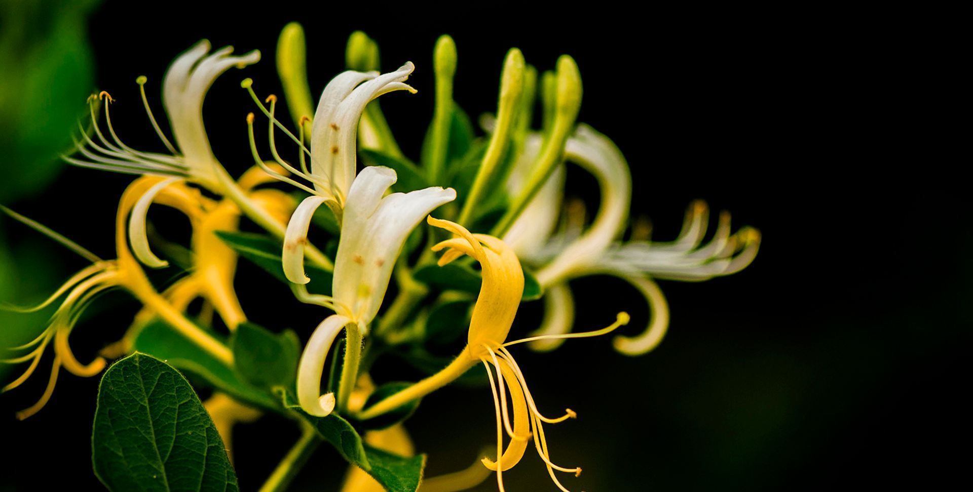 花长寿花|养花试试这几款,花朵浓密艳丽可丰富业余生活减轻精神压力