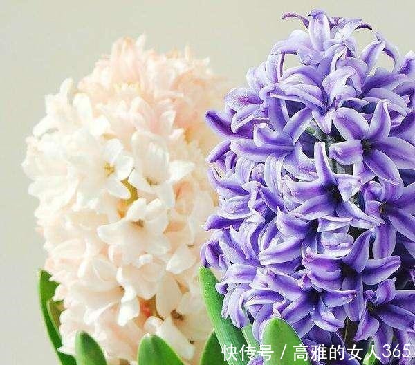 50种植物花语,不要再傻傻送错花了