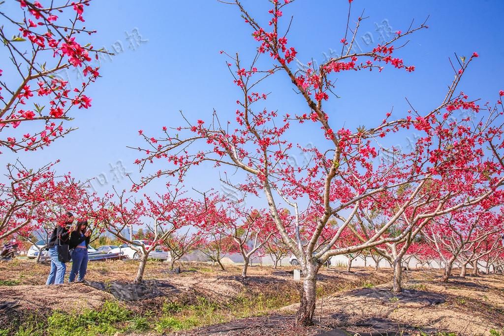 广东蕉岭：万株桃花灼灼开，来邂逅最美春光！