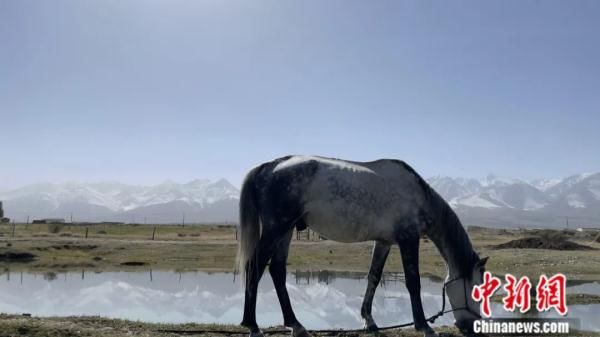 马儿|跟骑马八千里从新疆还乡的小伙儿聊了聊