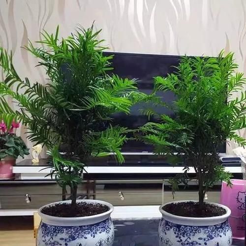 人称“植物大熊猫”,净化空气促健康,注意这5点红豆挂满枝!