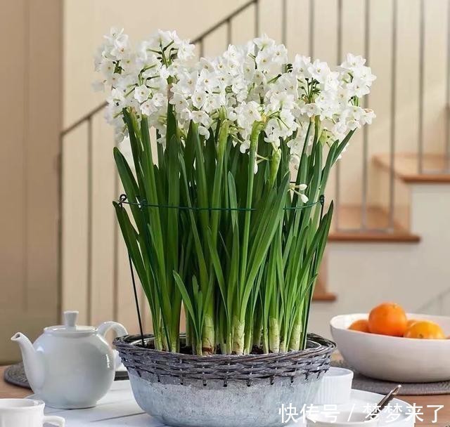 冬天家里气味难闻?就养这4种香味花,花香怡人,好看又好闻!