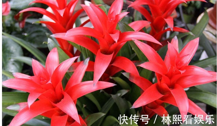 君子兰|以下“4种花”，不要随便送人！个个都是“财神爷”，有钱人都爱