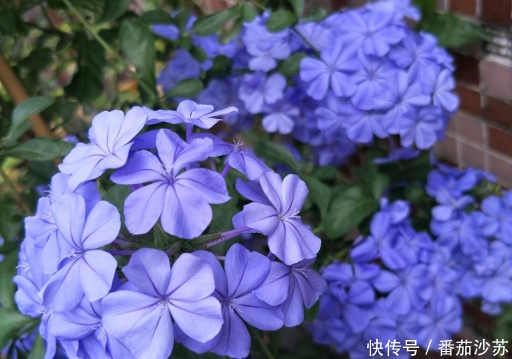 浇灌|用磷酸二氢钾养花，坚持4不施，植物叶不黄、根不烂，呼呼开花