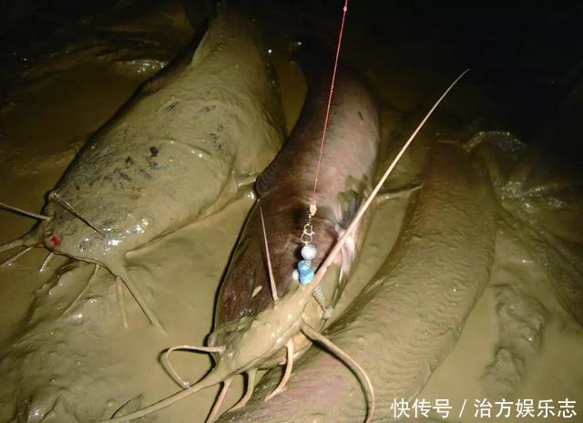 吃屎鱼?珠江夜钓连上2条大鱼,却因恶心没人要