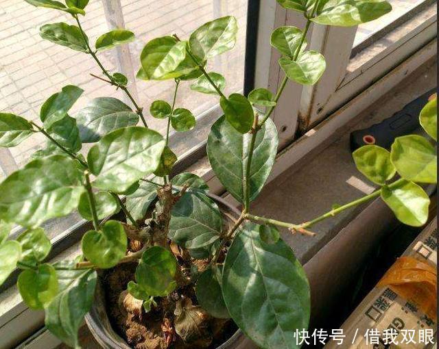 茉莉花|此6种花,冬季要懒养,丢阳台别管,反而长得好