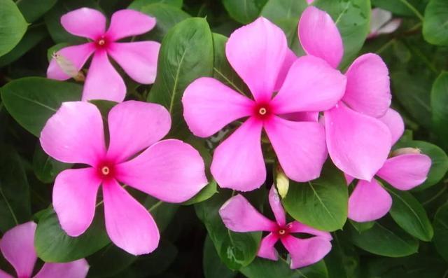 养花就养盆量大的,开花漂亮颜色鲜艳,家里养一盆,养出一片花海