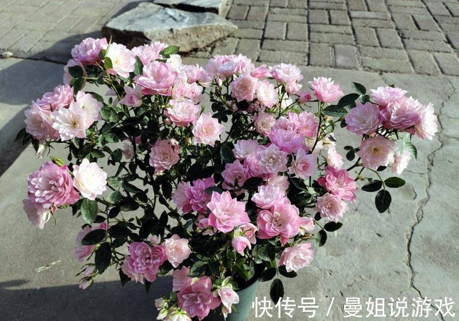 如何利用自己找到的野土养花,为你们指点迷津,拨开迷雾求真知