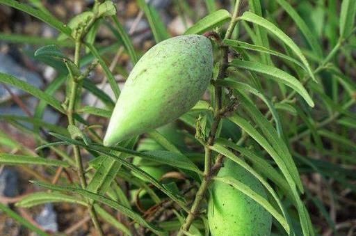 长寿|想长寿全靠吃,不妨多吃四种食物,润肺养颜,降血脂