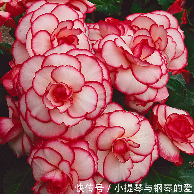 4种花好养又漂亮，一年四季花开不停，开花量大，花开枝繁叶茂