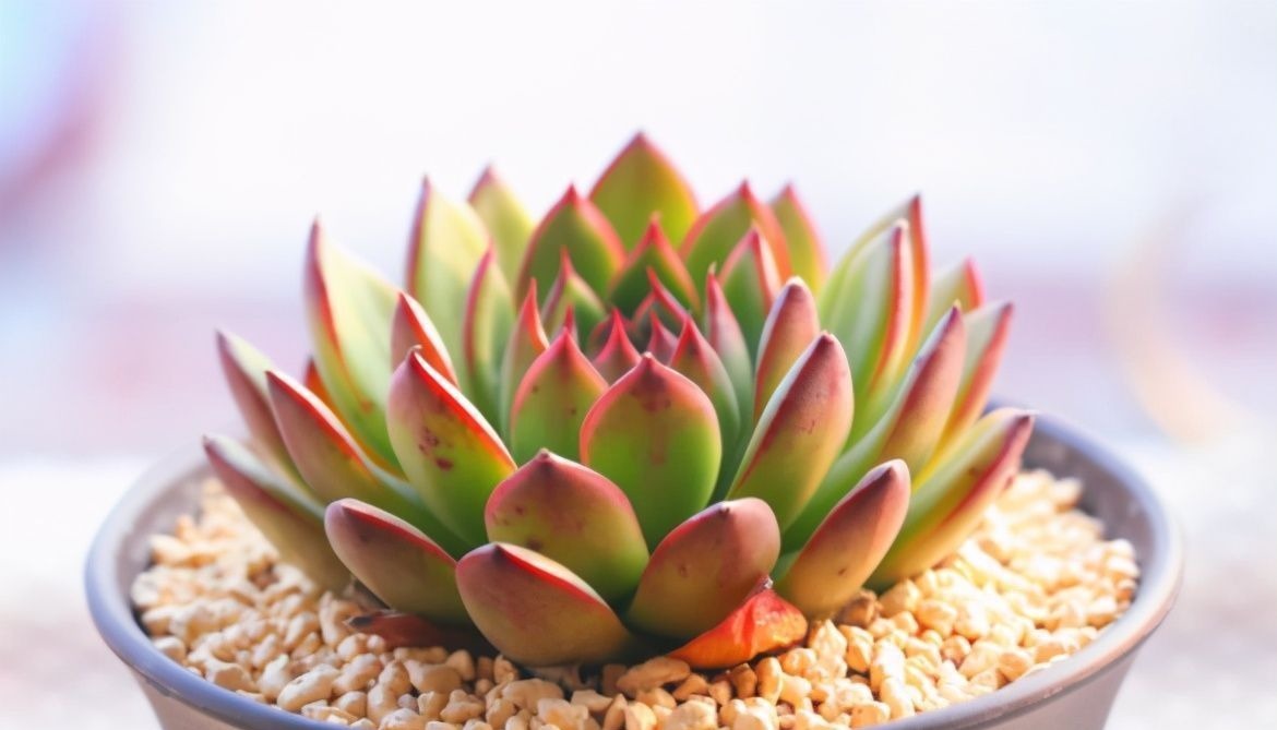 想养好多肉，要学会“虐它”，不仅不会干叶，反而植株紧凑状态美