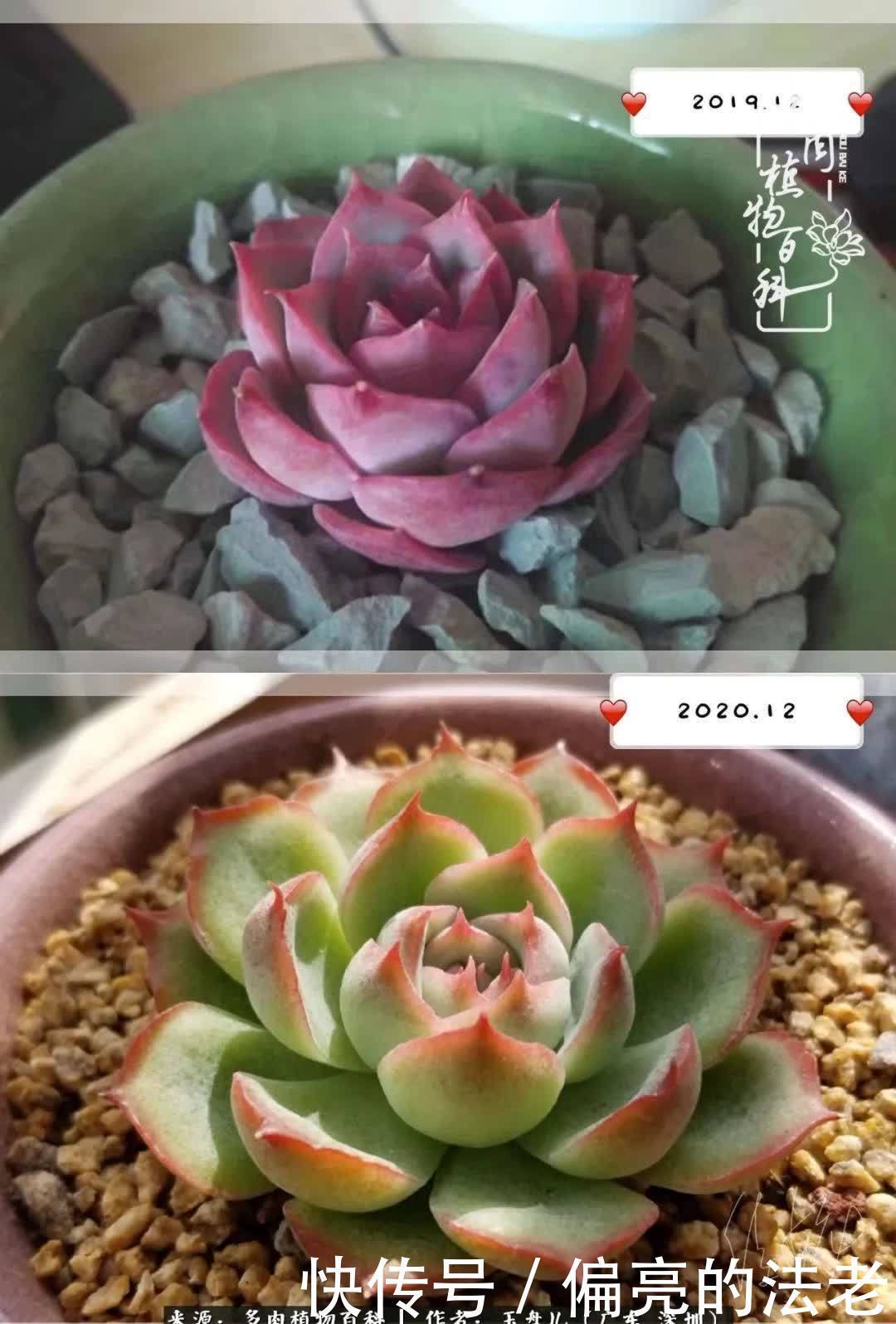 入坑一年半的新手养肉心得