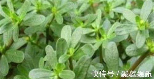 营养|会吃的人更长寿,四种食物离不开,补充营养,早吃早好