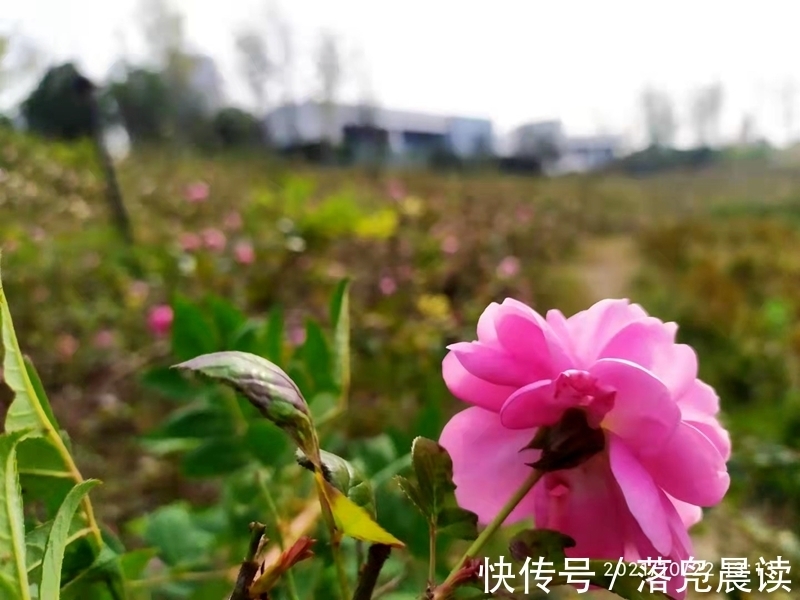 网红达人|郑州西流湖公园初现网红花海数公顷各色花卉芳香扑鼻