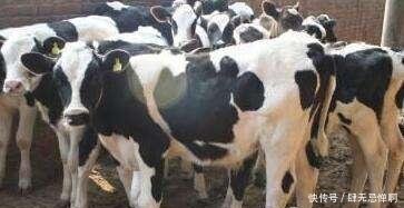 奶牛的主要品种 短角牛 三河牛 快资讯