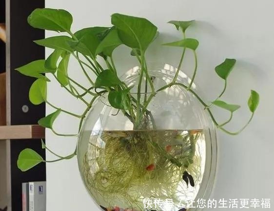 这些旧物都可以挂墙上养花,比挂画还好看呢,5种变废为宝创意!