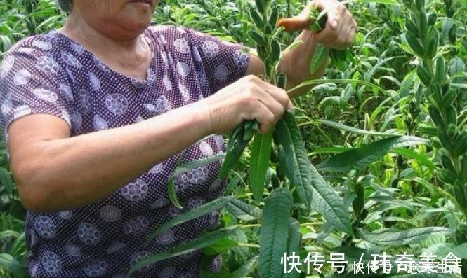 面条|种子一斤几万颗，10元一斤，叶子可是稀罕野菜，煮面条杠杠的