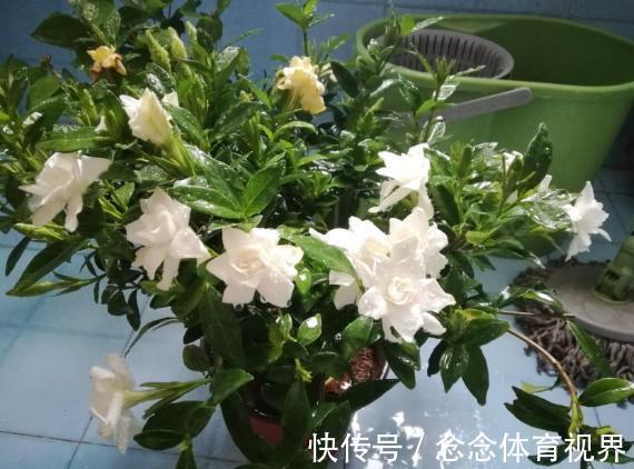 浇水|如何呵护刚买回家的花草盆栽？摸透这几点，养一盆活一盆